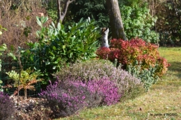 St valentin,SOL,oiseaux,hélébores,jardin 088.JPG