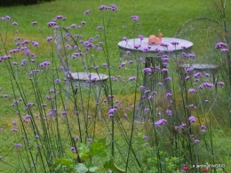 mon jardin,dégats buis, 102.JPG