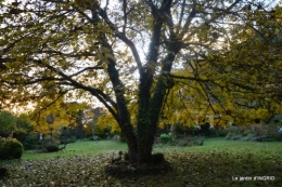 catalpa,noyer,érable rouge,jardinage 042.JPG