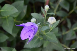 fleurs bleues,hortensia bleu,moi bébé 013.JPG