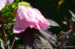 Ines,bouquet,hibiscus rose,cygnes,jardin 131.JPG