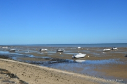 l ile de Ré,jardin automne 053.JPG