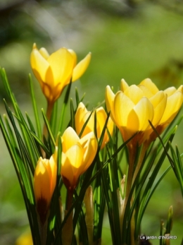 primevères achetées,crocus,st Mayne de Pérérol 018.JPG