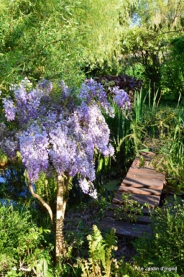 Ciron,pivoine,escargot,jardin,ancolie,glycine 212.JPG