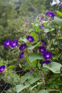 jardin,les filles,fleurs Peyrichou 001.JPG