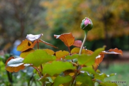 jardin serre bucher automne 012.JPG