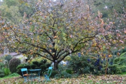 jardin automne 006.JPG