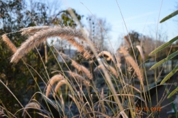 bourdon,givre,le chat 075.JPG