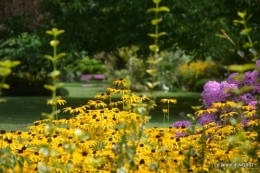 orage,puces,bouquet,Anniv.Ines,Brantome,Jardins d'eau 363.JPG