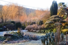 givre,jardin,bouquet 022.JPG