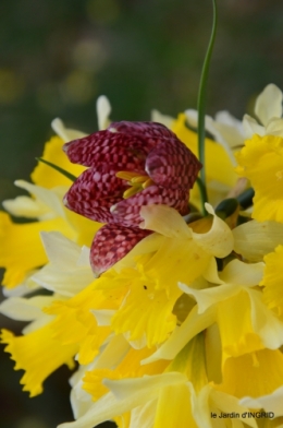 jonquilles dans les bois 040.JPG