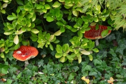 brocante st avit Se.jardin st Avt,récolte tomates 133.JPG