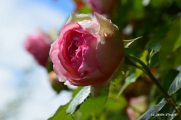 jardin,roses,cabane 107.JPG