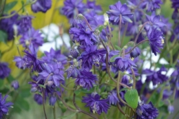 chateau  Banes,marché fleurs Lalinde 026.JPG