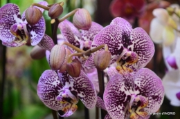 Orchidées,Noel jardiland,lever du soleil 039.JPG