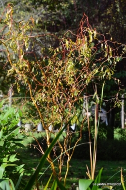 citrouille fleurie,décos jardin,automne 065.JPG