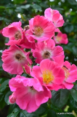 roses,poule d'eau,bébés cygnes, 062.JPG