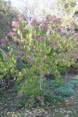 octobrejardin,citrouillesIssegeac,leCLOSdesSOURCES 110.JPG