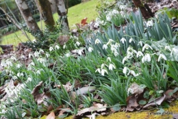 Givre,dentelles,helebores,crocus 060.JPG