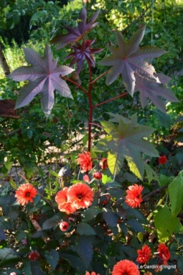 jardin début d'automne ,Sophie,rouge 026.JPG