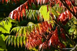 rhus,colline,buis taillé,noix,manthe religieuse,bouquet 070.JPG