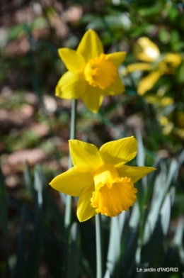 jonquilles,jacinthes,héllébores,coeur,roses,hamaméllis 009.JPG