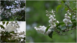 2013-05-25 rosiers,fleurs blanches,pollen,magasin.jpg