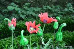 Ciron,jardin en mai,les filles piscine,Domme,roses 051.JPG