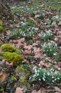 helebores,perce neige,chevreuils 102.JPG