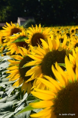 tournesols,podium,Lucas,jardin,Calès 080.JPG