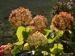 Jardin à l'automne 028.JPG