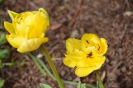 fleurs Ciron,jardin,canards,coucous,mauvaise herbe 093.JPG