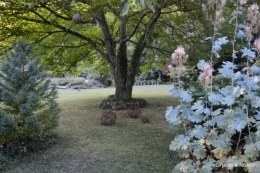 jardin été,hydrangeas,journaliste 144.JPG