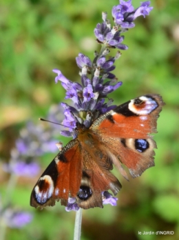 jardin,papillons,Cadouin,légumes,Sophie, 054.JPG