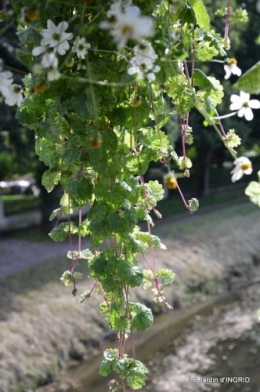 jardin,les filles,gerbera,Lalinde 134.JPG