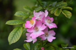 les roses au jardin 073.JPG