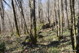 bouquet,pt jonquilles,bord Dordogne 067.JPG