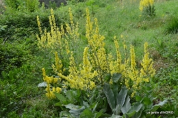 sentier des cygnes,hémérocalles,bouquet,jardin 118.JPG