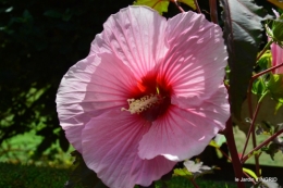 Ines,bouquet,hibiscus rose,cygnes,jardin 102.JPG