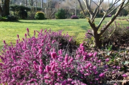 pluie,violettes,hélébores,jonquilles,jardin 027.JPG