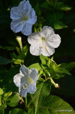 jardin le matin,la mare 020.JPG