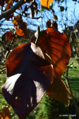 dernières automne,givre,chat 027.JPG