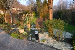 paillage,primevères,jonquilles,jardin 075.JPG