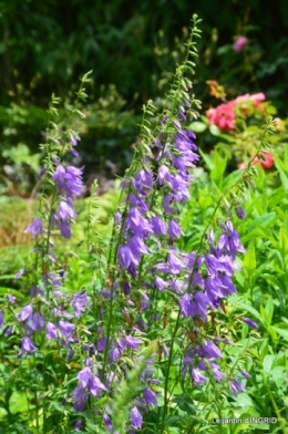 mon jardin,dégats buis, 079.JPG