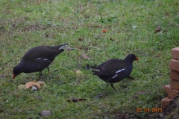 mésange charbonnière