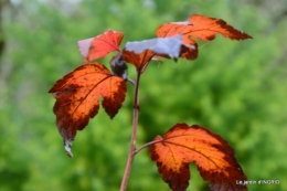 Brouillard,cypres chauve,jardinage 056.JPG