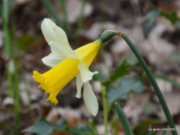 les jonquilles des bois 010.jpg