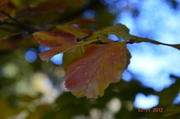 automne