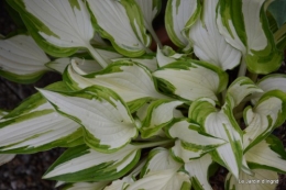 canal,fleurs blanches,marguerites,LE FLEIX,osier 092.JPG