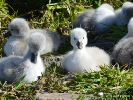 bébés cygnes,iris,clématite 042.JPG